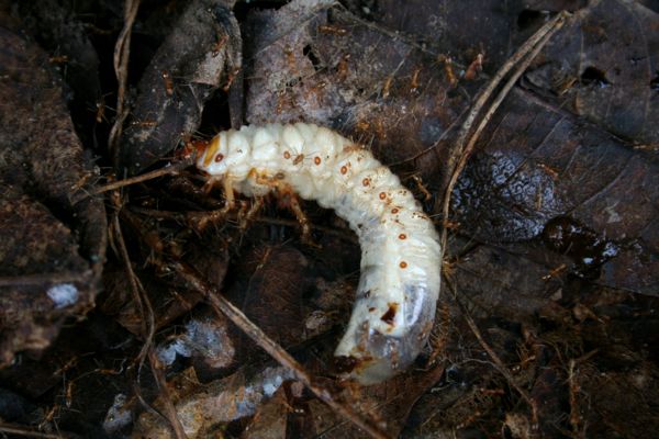 Yellow crazy ants attack larva
Photographer: Deb Pople